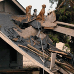 Katrina Pets Seeking Help